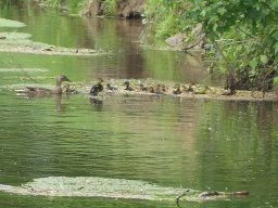 Enten Familie &raquo; Enten Familie